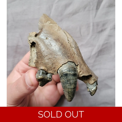 Very Rare Huge Cave Hyena Skull Bone Part With Teeth Mammal Fossil From The Ice Age